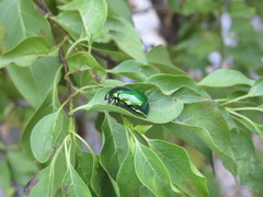 Calomacraspis splendens