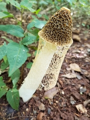 Phallus haitangensis