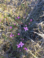Boronia inornata