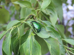 Calomacraspis splendens