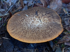 Polyporus decurrens