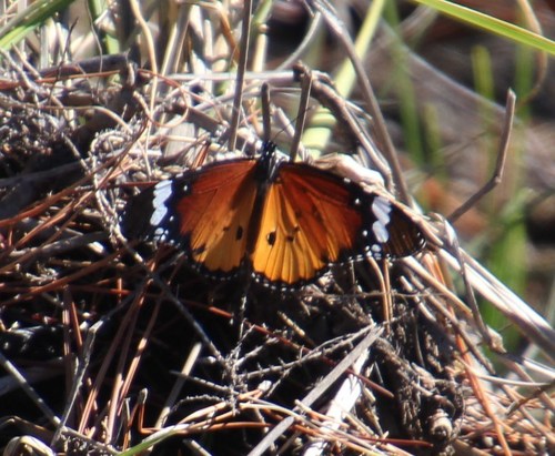 Plain tiger