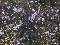 Boronia inornata