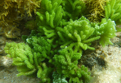 Caulerpa flexilis
