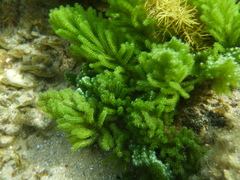 Caulerpa flexilis