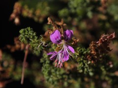 Pelargonium englerianum