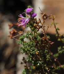 Pelargonium englerianum