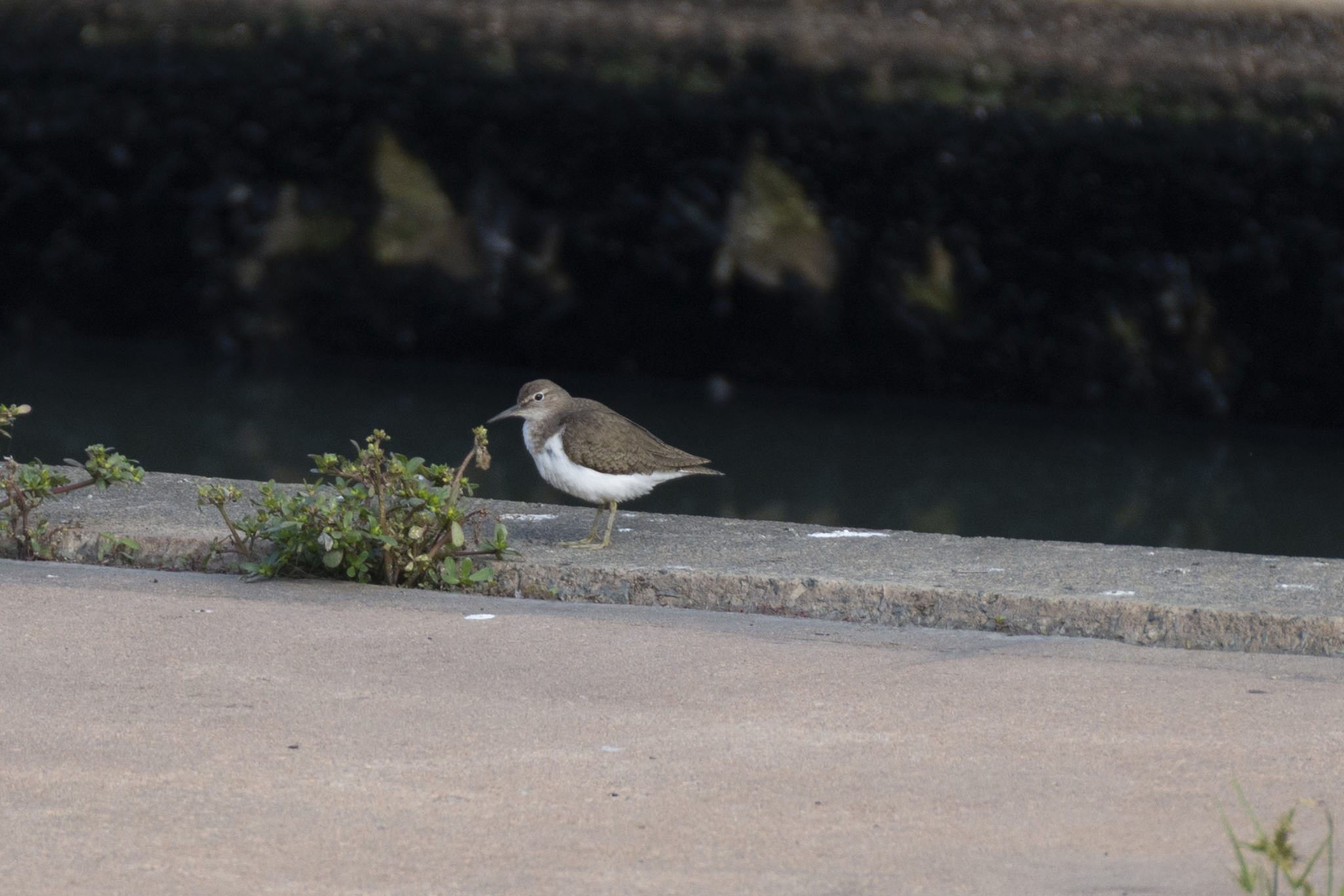 Common Sandpiper
