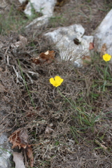 Ranunculus gramineus