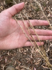 Austrostipa scabra falcata