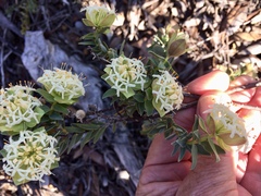 Pimelea cracens