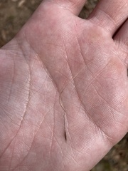 Austrostipa scabra falcata