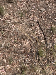 Austrostipa scabra falcata