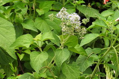 Aristeguietia lamiifolia