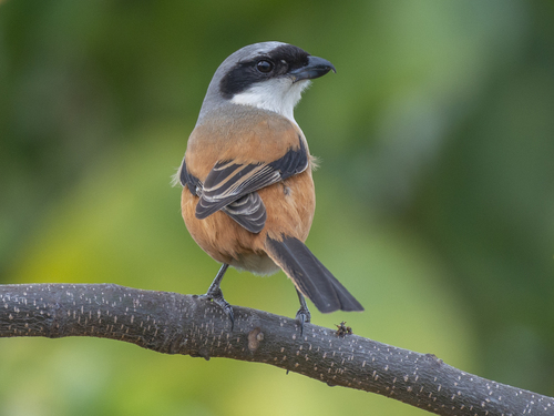 Long-tailed Shrike (Lanius schach), photo 10