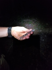 Coleonyx nemoralis