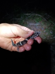 Coleonyx nemoralis