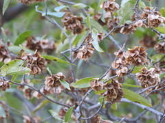 Neopringlea integrifolia