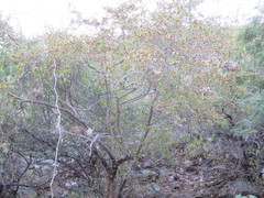 Neopringlea integrifolia