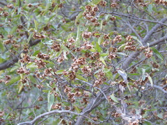 Neopringlea integrifolia