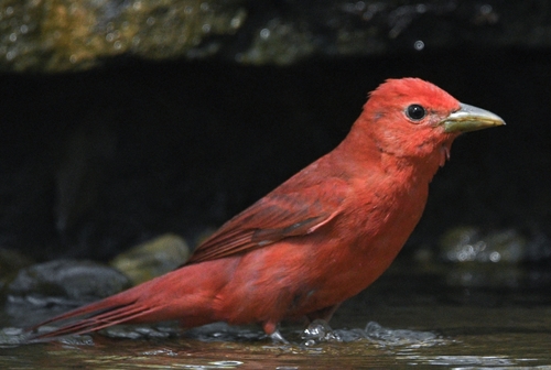 Summer Tanager, photo 3 of 10