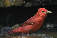 Summer Tanager photo 3