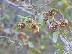 Neopringlea integrifolia