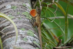 Anolis sagrei