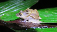 Pristimantis cerasinus