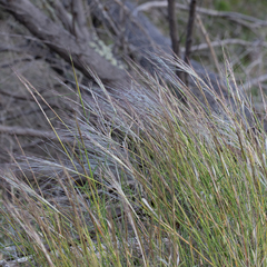 Austrostipa elegantissima