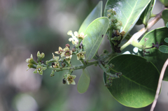 Santalum paniculatum