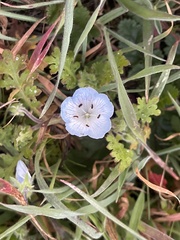Nemophila menziesii menziesii