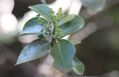 Santalum paniculatum