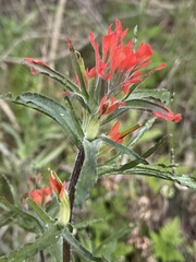 Castilleja affinis affinis