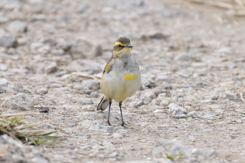 Lavandera de Chukotka (Motacilla tschutschensis)