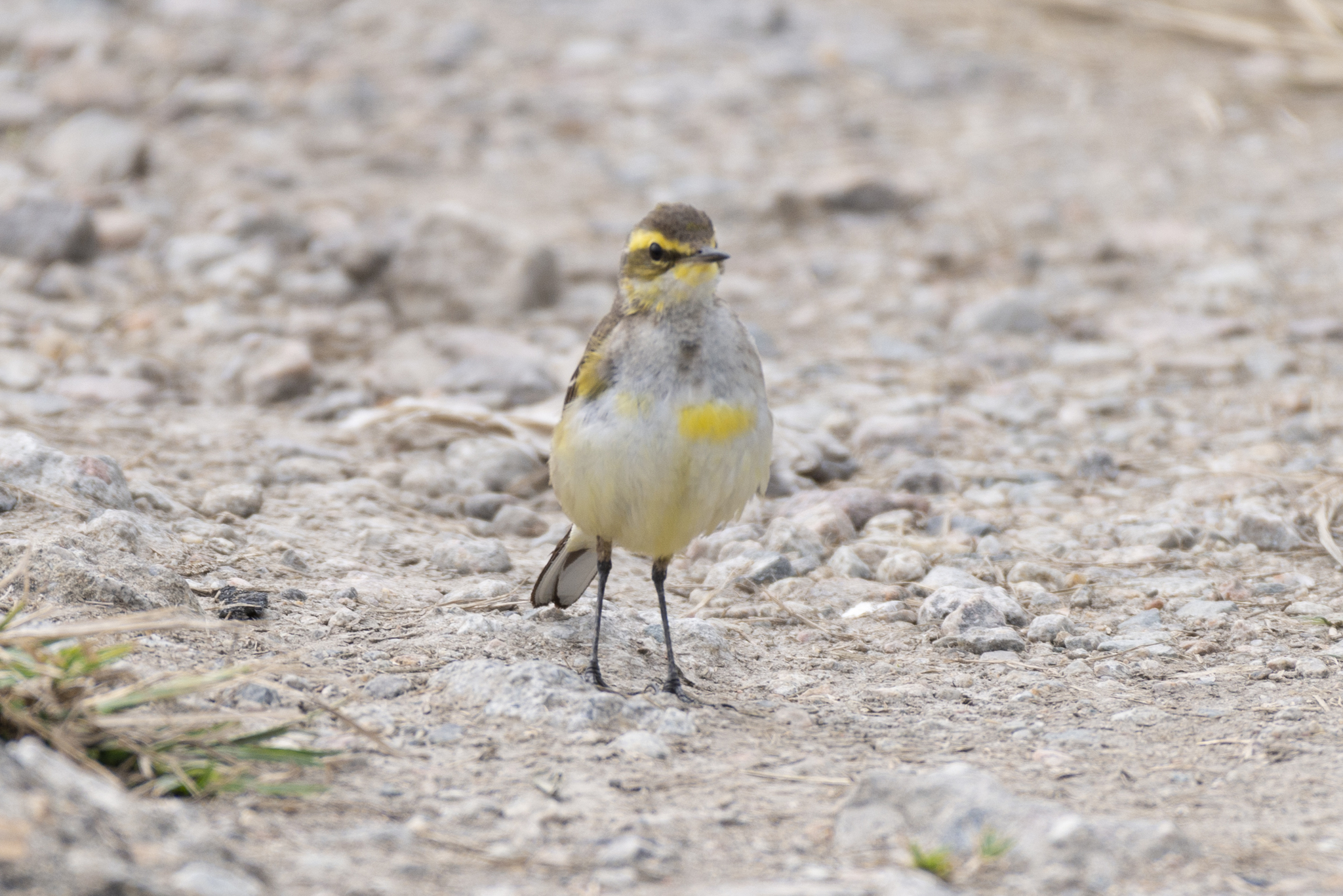 Eastern Yellow Wagtail