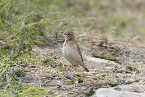 Bisbita de Richard (Anthus richardi)