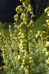 Artemisia tilesii