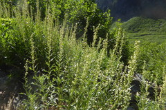 Artemisia tilesii