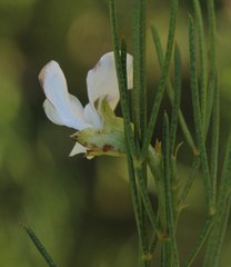 Psoralea sp18