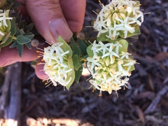 Pimelea cracens