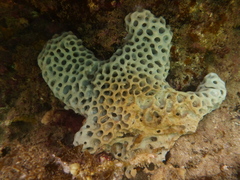 Holopsamma laminaefavosa