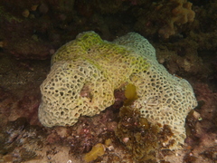 Holopsamma laminaefavosa
