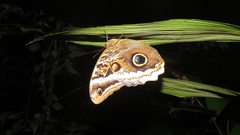 Caligo atreus