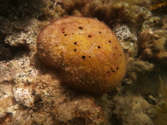 Asteropus