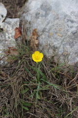 Ranunculus gramineus