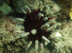 Phyllacanthus irregularis