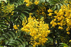 Senna viarum