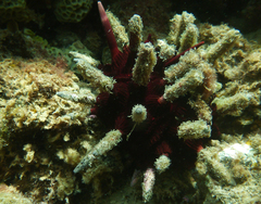 Phyllacanthus irregularis