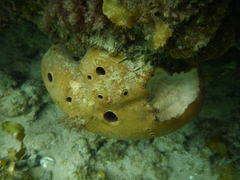 Asteropus